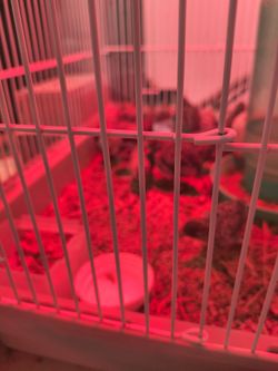 Quail cage n eggs can be for inside