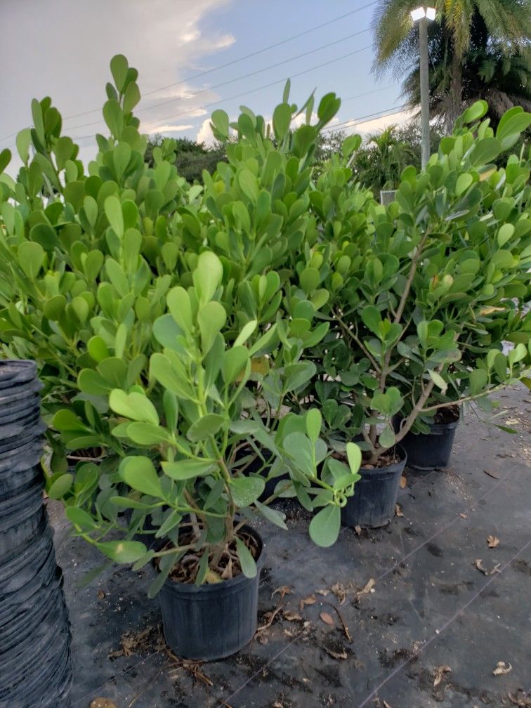 Clusias Plants For Inmediate Privacy! 3 Feet Tall