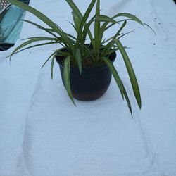 Indoor Spider Plant