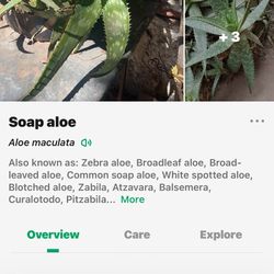 Soap Aloe Vera Plant 