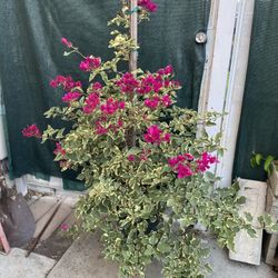 Raspberry Ice Bougambilea, Camelina , Veranera Outdoor Plant, 5 Feet Tall In 5 Gallóns Pot Pick Up Only