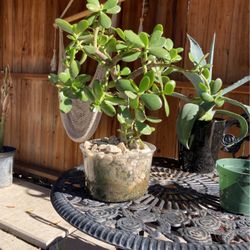 Blue Agave/ Jade  $10 Each