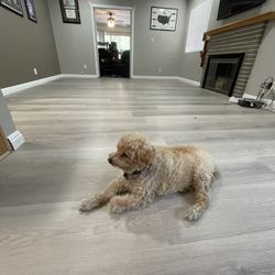 Vinyl Flooring