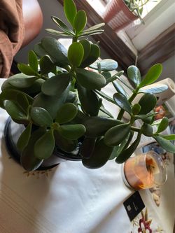 Beautiful Jade plant 🪴- firm price