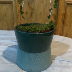 Plant Pot