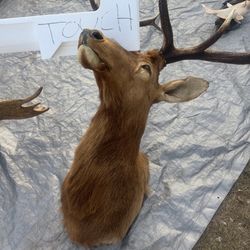 Elk And Other Mounts 