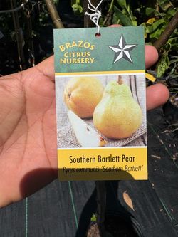 Southern Bartlett Pear tree