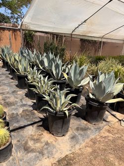 Agaves 15 gal