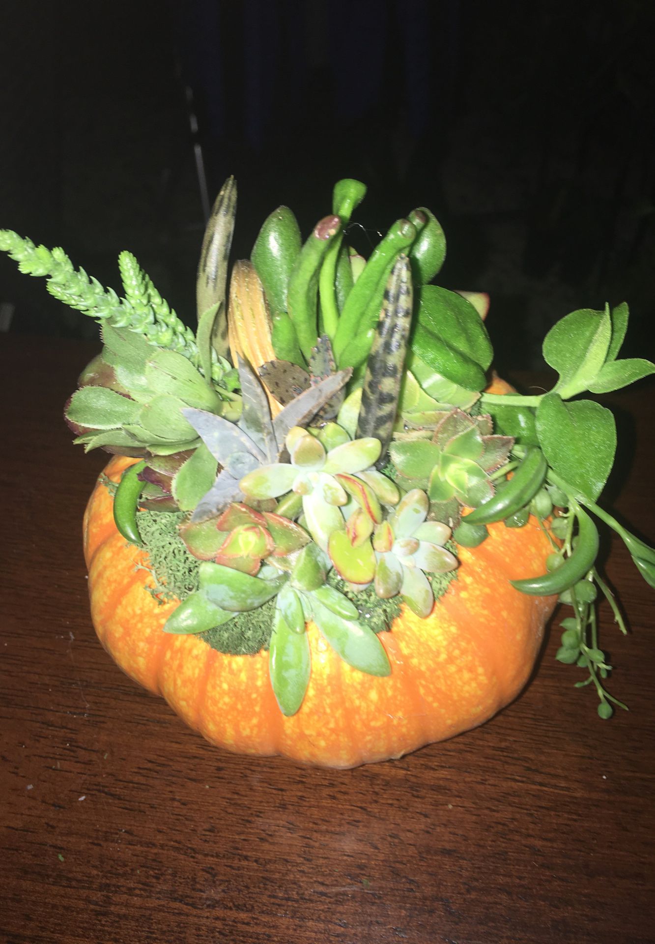 Succulent Pumpkin Arrangement