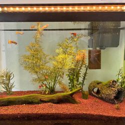 55 Gallon Fish Tank aquarium tank For Trade Not Sale