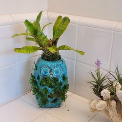 Beach Cottage Coastal  Exotic Bromeliad plant  Turquoise Ceramic Owel decor Accent decor,