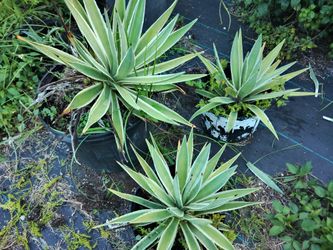 🌿Plants for Sale🌵🍀🍃