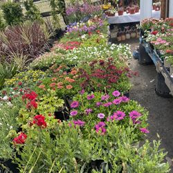 💐🪷🌷🌹 Perrenials Plants