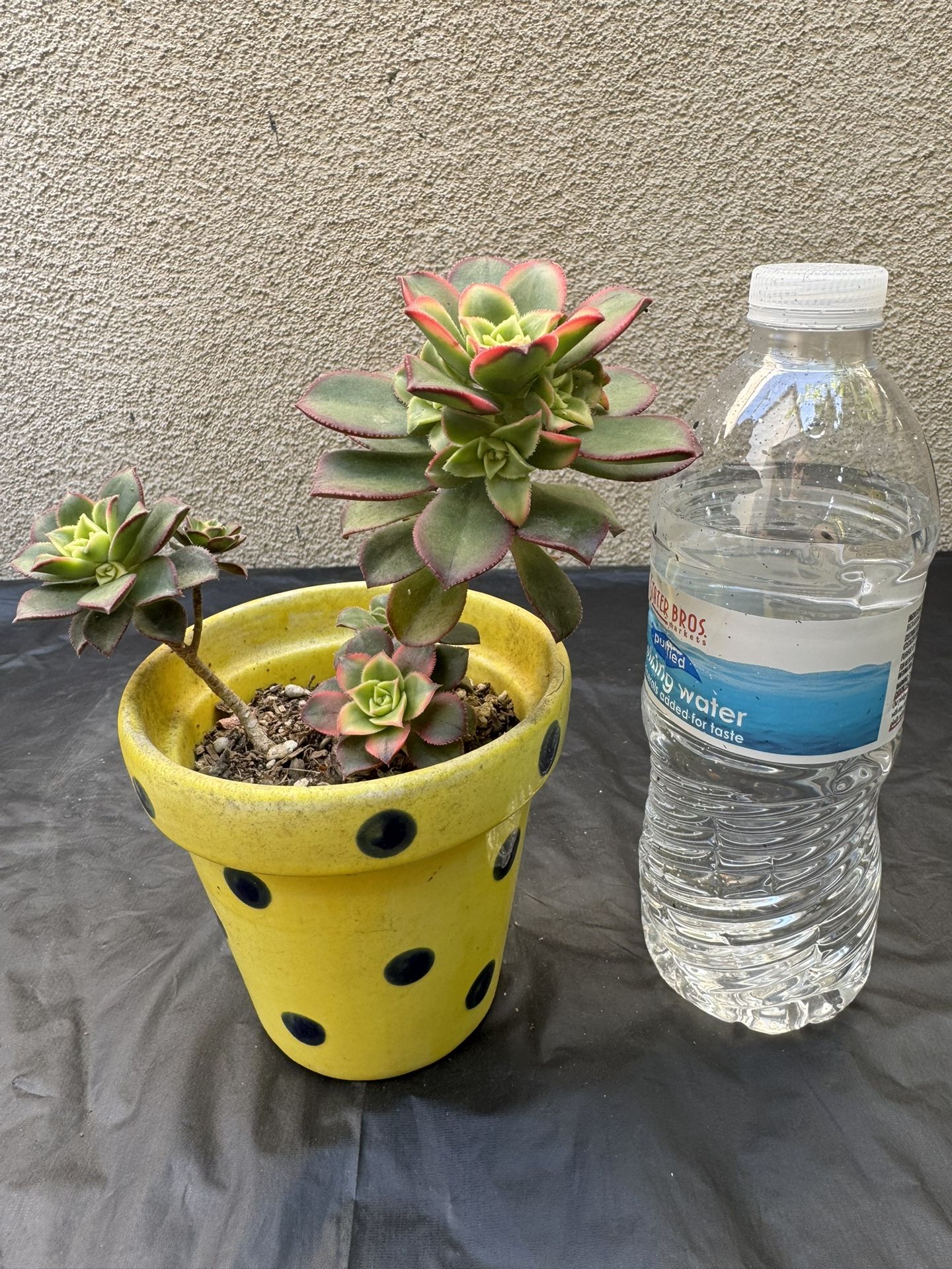 Haworths Aeonium Succulent Plant