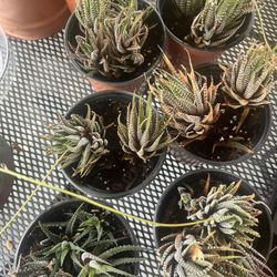 Zebra Haworthia Succulents 