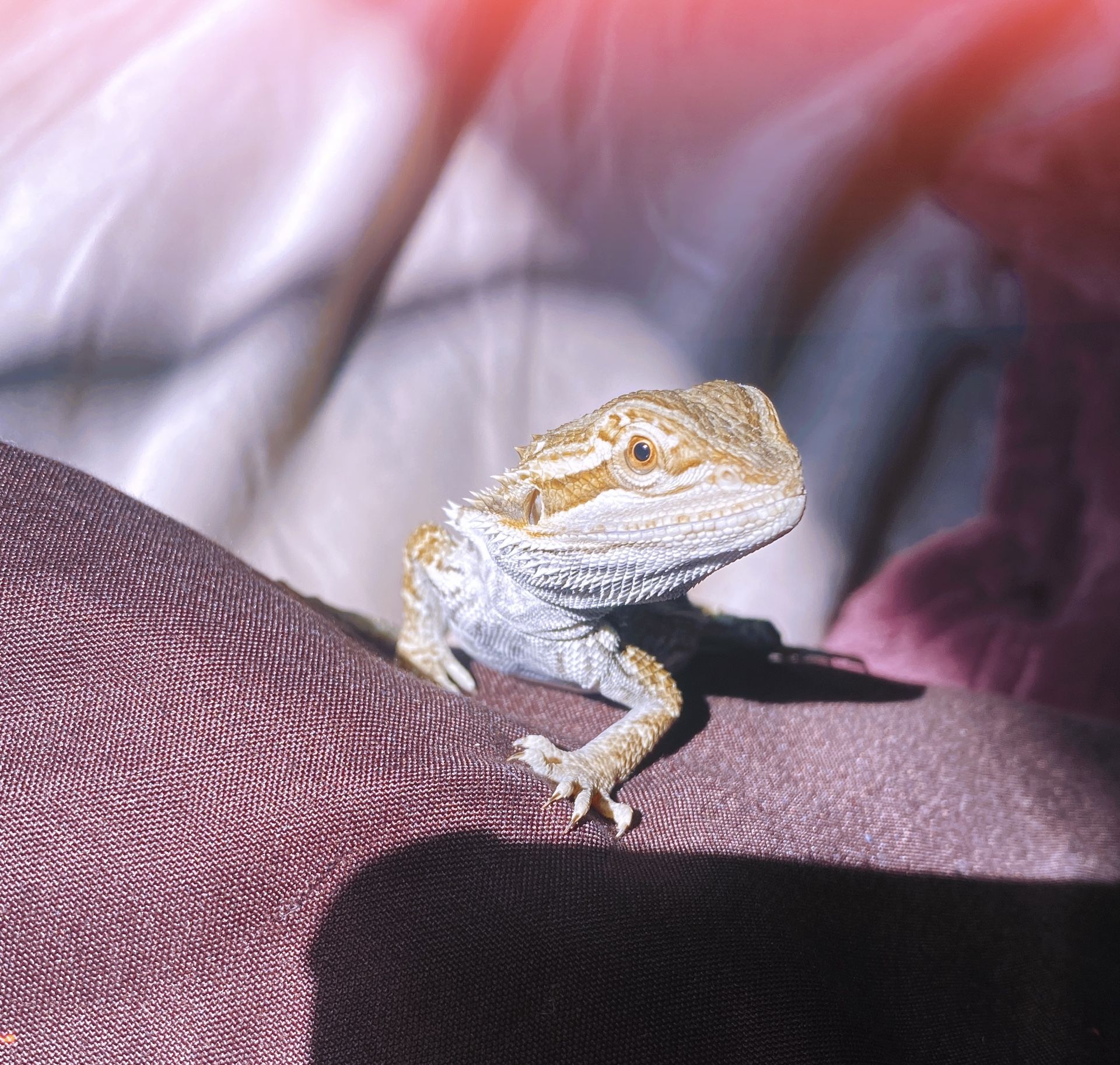 2-3 Month Old Bearded Dragon