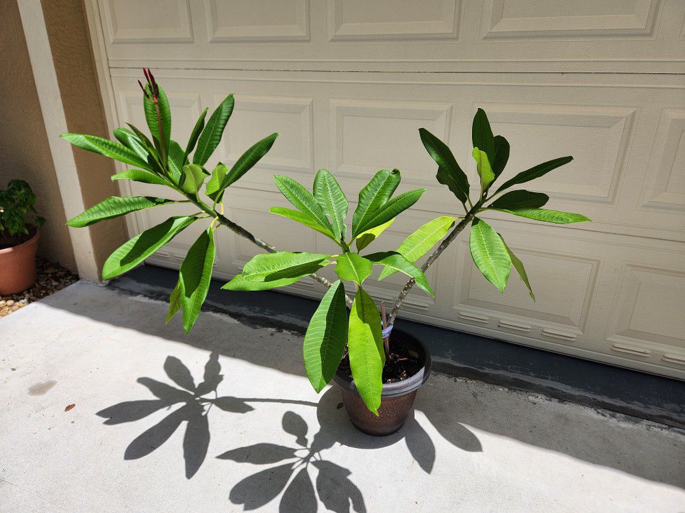 Ready To Flower Potted Plumeria Frangipani Plant Outdoor / Indoor 