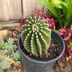 Echinopsis oxygona Aka EASTER lily Cactus