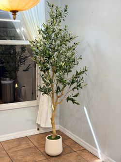Beautiful 6FT Olive Tree with Decorative Base