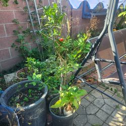 Key Lime Plant Pot ☀️ Air layer Tree Easy Fruit ❤️