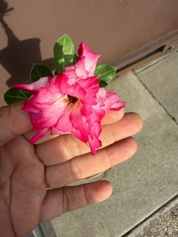 6” desert rose