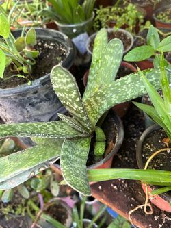 Planta
