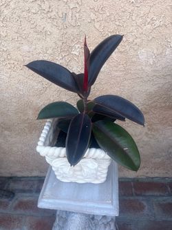 Garden plant