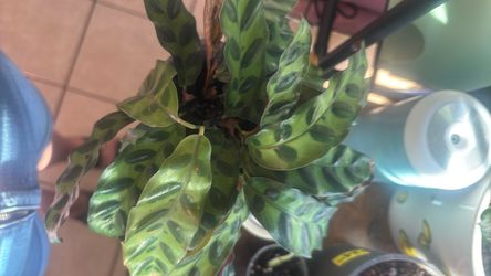 Rattlesnake calathea