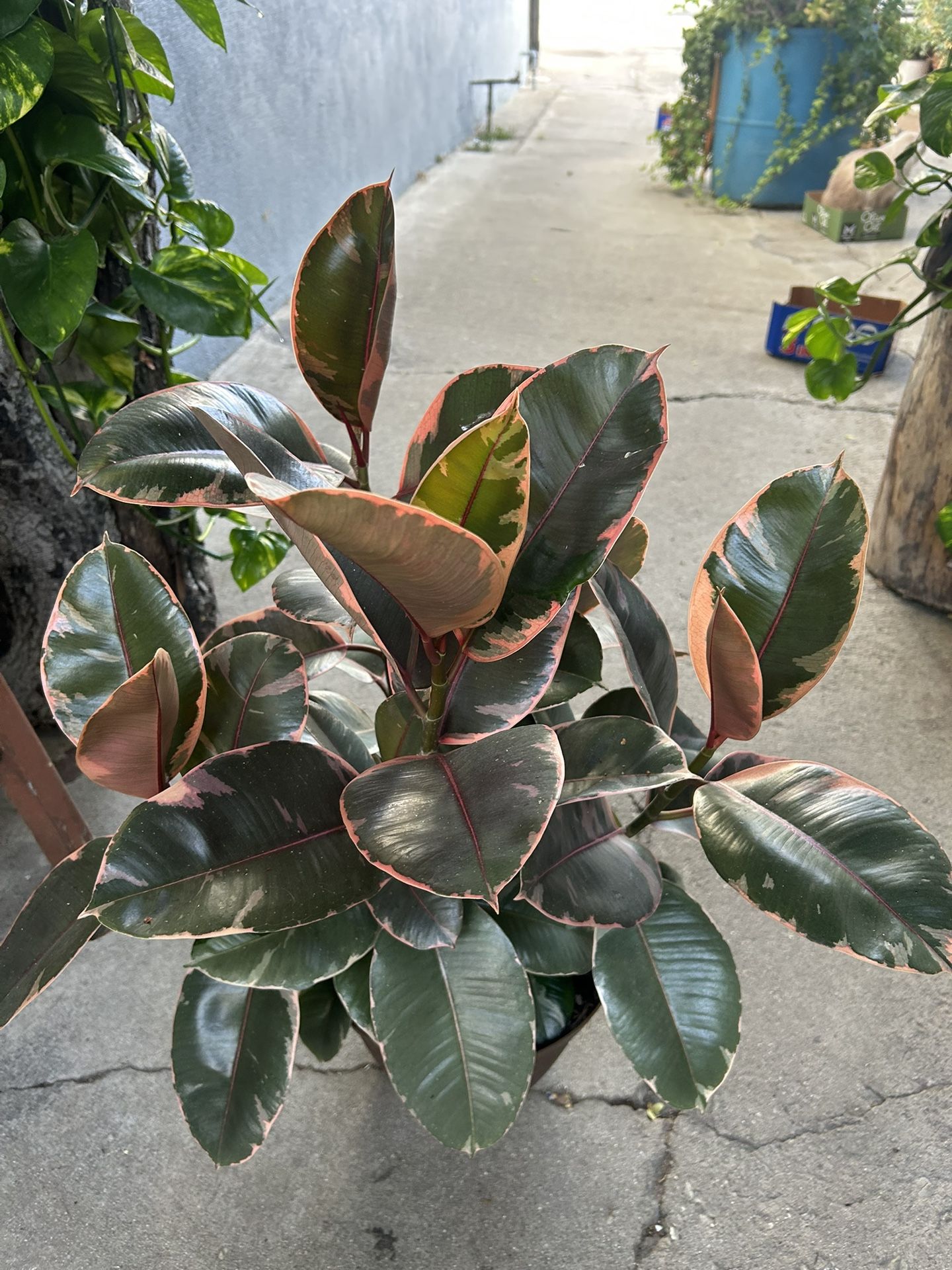 Plants Indoor