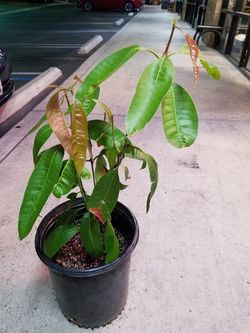 Mango tree