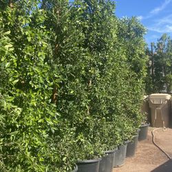 Ficus 