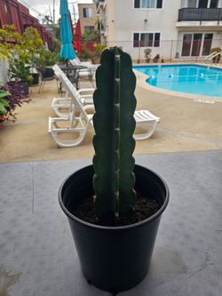 🌵 100% SPINELESS CUDDLY CACTUS (Cereus jamacaru) – Medium / 2 Gallon Pot 🌵