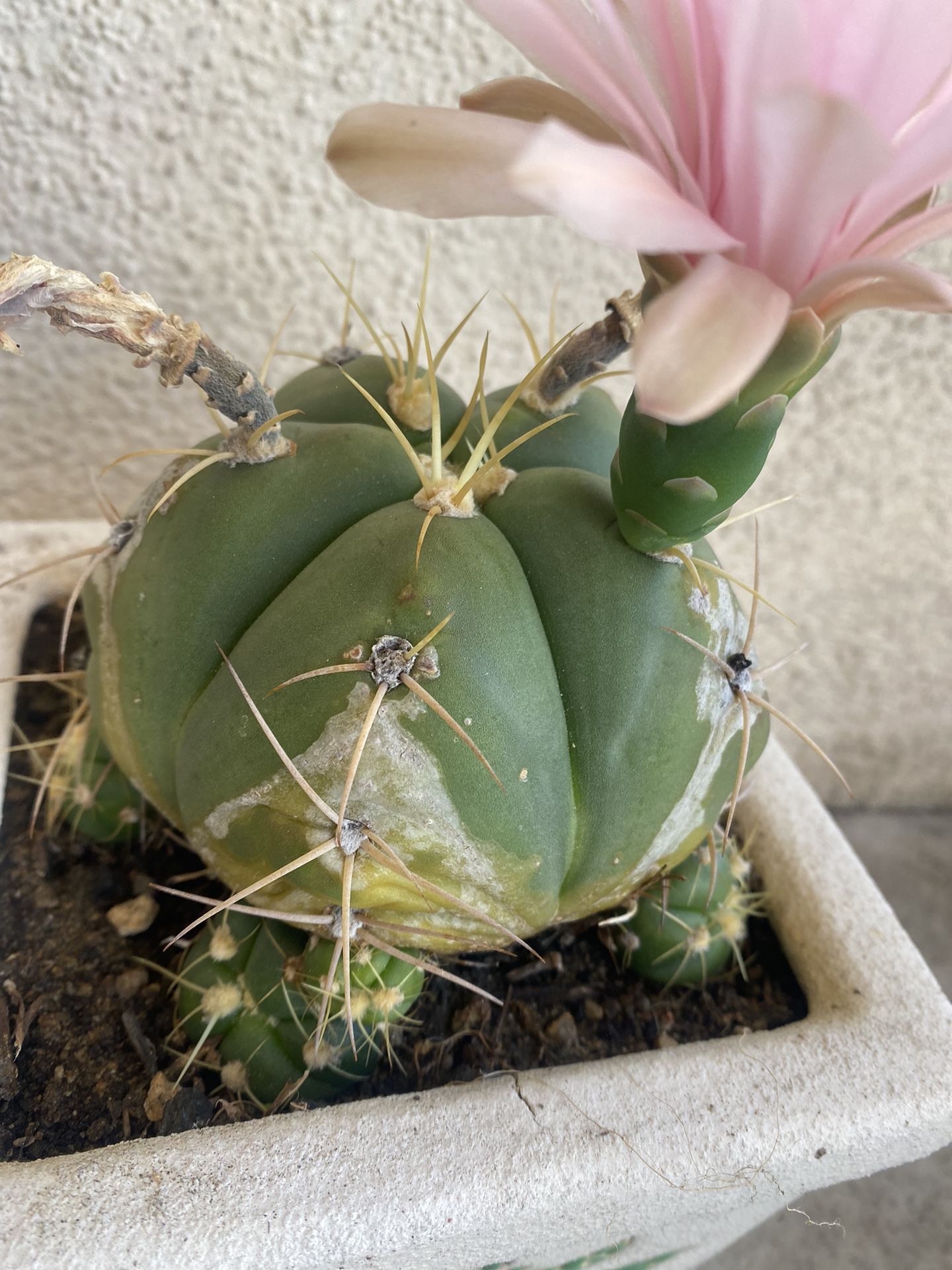 Cactus Blooming Plant, In 6 Inch Cerámic Pot Pick Up Only