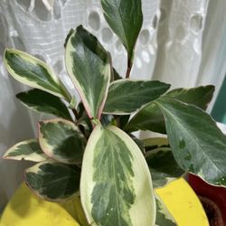 Variegated Plant 🪴 