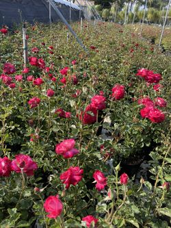 Roses Rose Bush