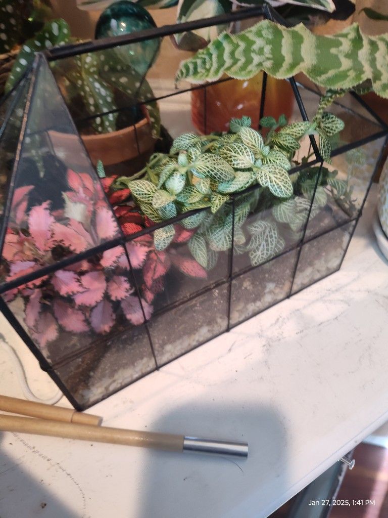 fittonia(nerve plant) terrarium