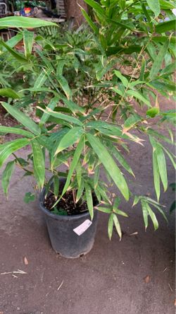 Live Bamboo Tree