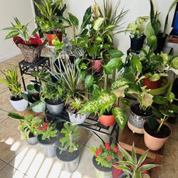 Plants For Sale 10 Each 