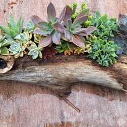 Mother's Day Succulents Arrangements 