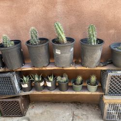 Potted cactus