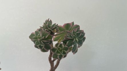 Rare Crested "Mermaid Tail" Variegated Sunburst Aeonium — 10" — ONLY 1