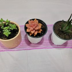 💚 Succulents And Tumblers Design 