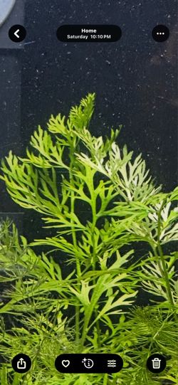Aquarium plants for sale