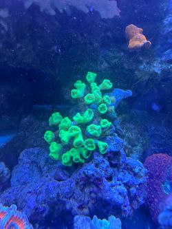 Reef tank decor neon green candy cane coral