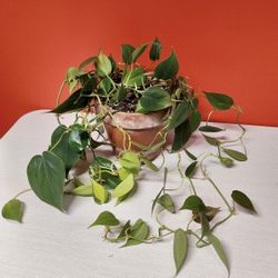 Philodendron Duo in Terra Cotta pot