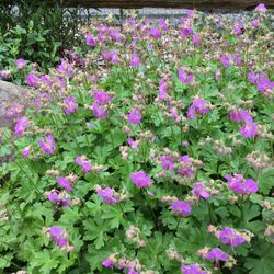 Low Growing Pink Flowering Perennial Geranium.    Great For Ground Covers And Rockeries.      Will Spread