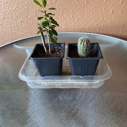 Set De Plantas Corona De Cristo Y Cactus Echinopsis Spachiana