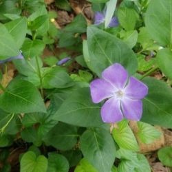 Vinca Vine,  Live Plant & Creeping Myrtle 