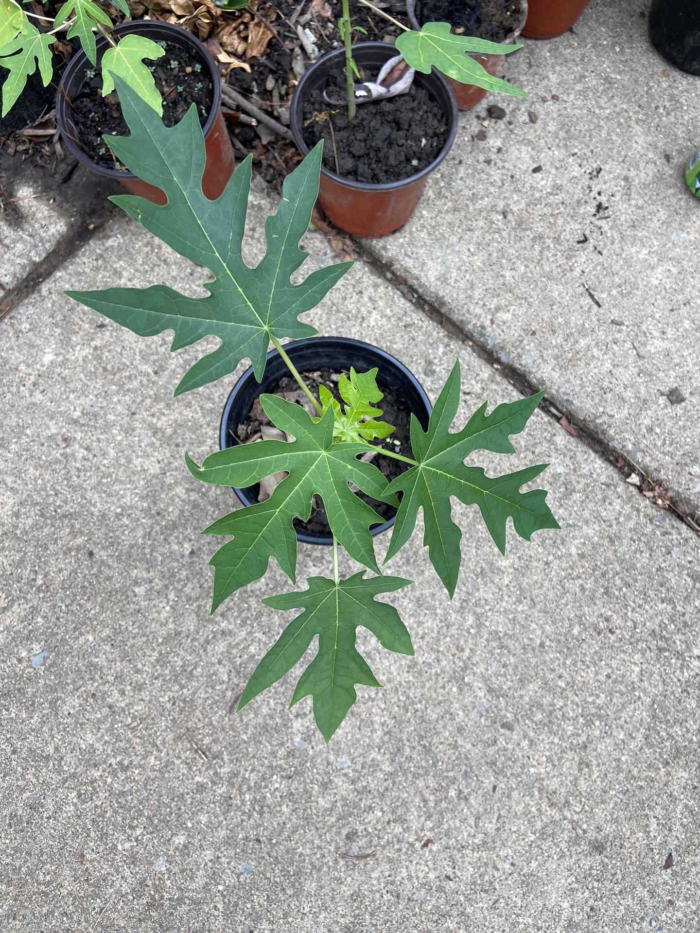 Papaya plants