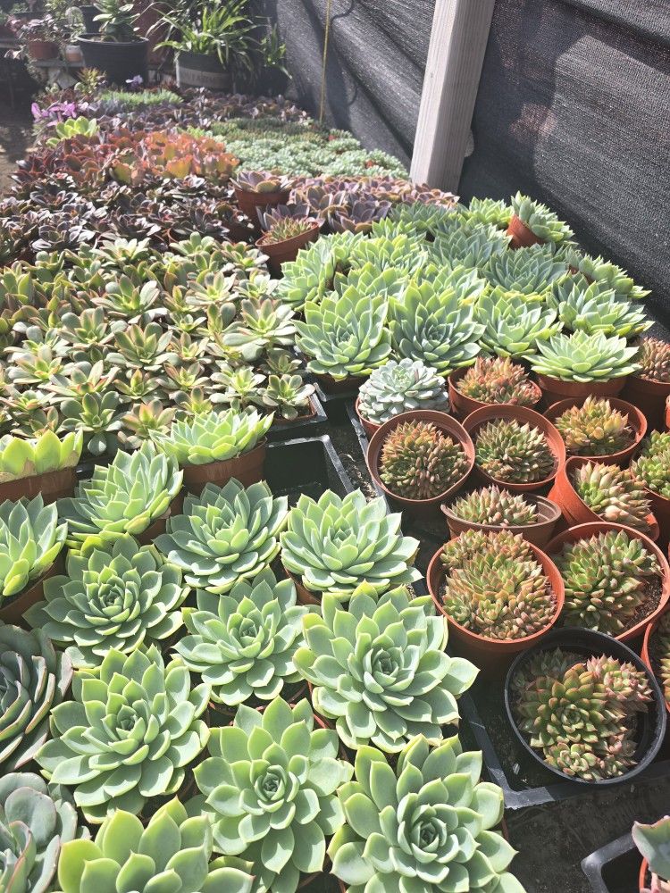 Echeverias & Succulent